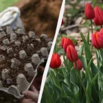 kluge-blumenzuechter-pflanzten-tulpen-in-eierschalen-das-beet-sieht-toll.webp.webp