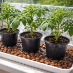 Die Tomaten verwelken nicht mehr auf der Fensterbank, auch nicht in der Hitze des Tages 1773276808_die-tomaten-verwelken-nicht-mehr-auf-der-fensterbank-auch-nicht.png