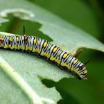 5 Gründe, warum Pflanzen löchrige Blätter haben können, und sinnvolle