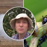 Ameisen verschwinden in einer Woche: Der beste Weg, um Insekten