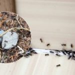 Auf Wiedersehen, lästige Plagegeister: Wie man Ameisen ein für alle