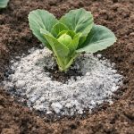 Das Geheimnis der Riesenknollen liegt in gewöhnlicher Holzasche und dem richtigen Starter verborgen das-geheimnis-der-riesenknollen-liegt-in-gewoehnlicher-holzasche-und-dem.png