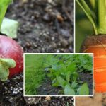 Der Gemüsegarten im September: Was man säen sollte, um den