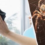 Ein Produkt reinigt Fenster auf Hochglanz und vertreibt Spinnen: ein