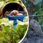 Einfache Aktion im August: Ein Gärtner zeigt, wie man Rote