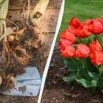 Es ist bereits Zeit, Tulpenzwiebeln zu pflanzen: ein großer Vorteil