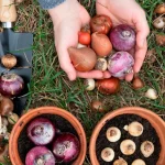 es-ist-bereits-zeit-tulpenzwiebeln-zu-pflanzen-ein-grosser-vorteil.webp.webp
