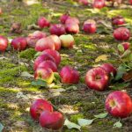 Faule Äpfel sind kein Dünger: 4 Gründe, warum verdorbenes Obst