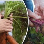 Günstige Tage: Wann man Möhren und Rote Bete nach dem