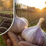 Knoblauch wird so groß wie Ihre Faust: ein einfacher Schritt