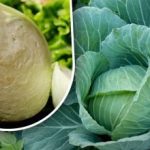 Kohl kann den ganzen Winter über ohne Verluste gelagert werden: