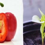 Saatgut wächst schneller: Womit man Tomaten, Paprika und Gurken vor