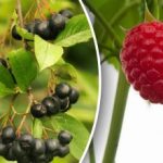 Sie müssen sich beeilen: Welche Beerensträucher werden im September gepflanzt?