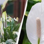 Spathiphyllum blüht jahrelang, wenn man sie im Herbst nicht an