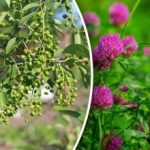 Und man braucht keine Wettervorhersage: Welche Pflanzen Regen vorhersagen