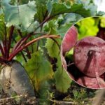 Wann die Rote Bete 2025 geerntet werden sollte: Zwei Anzeichen