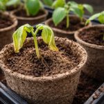 warum-gurkensproesslinge-in-torftoepfen-ploetzlich-vertrocknen.png