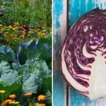 Warum Kohl im Beet verwelkt: Es liegt an den Nachbarn