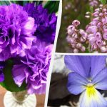 Welche Blumen perfekt in Töpfen und Kübeln gedeihen: Gärtner nennen die Top 8 Welche Blumen perfekt in Töpfen und Kübeln gedeihen: Gärtner nennen