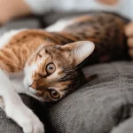 wie-katzen-ihrem-besitzer-ihre-liebe-zeigen-die-5-haeufigsten.webp.webp