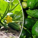 Wie man Gurken im Herbst anbaut: Tricks und die besten