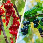Wie man Johannisbeeren im Herbst richtig pflanzt, damit die Sträucher