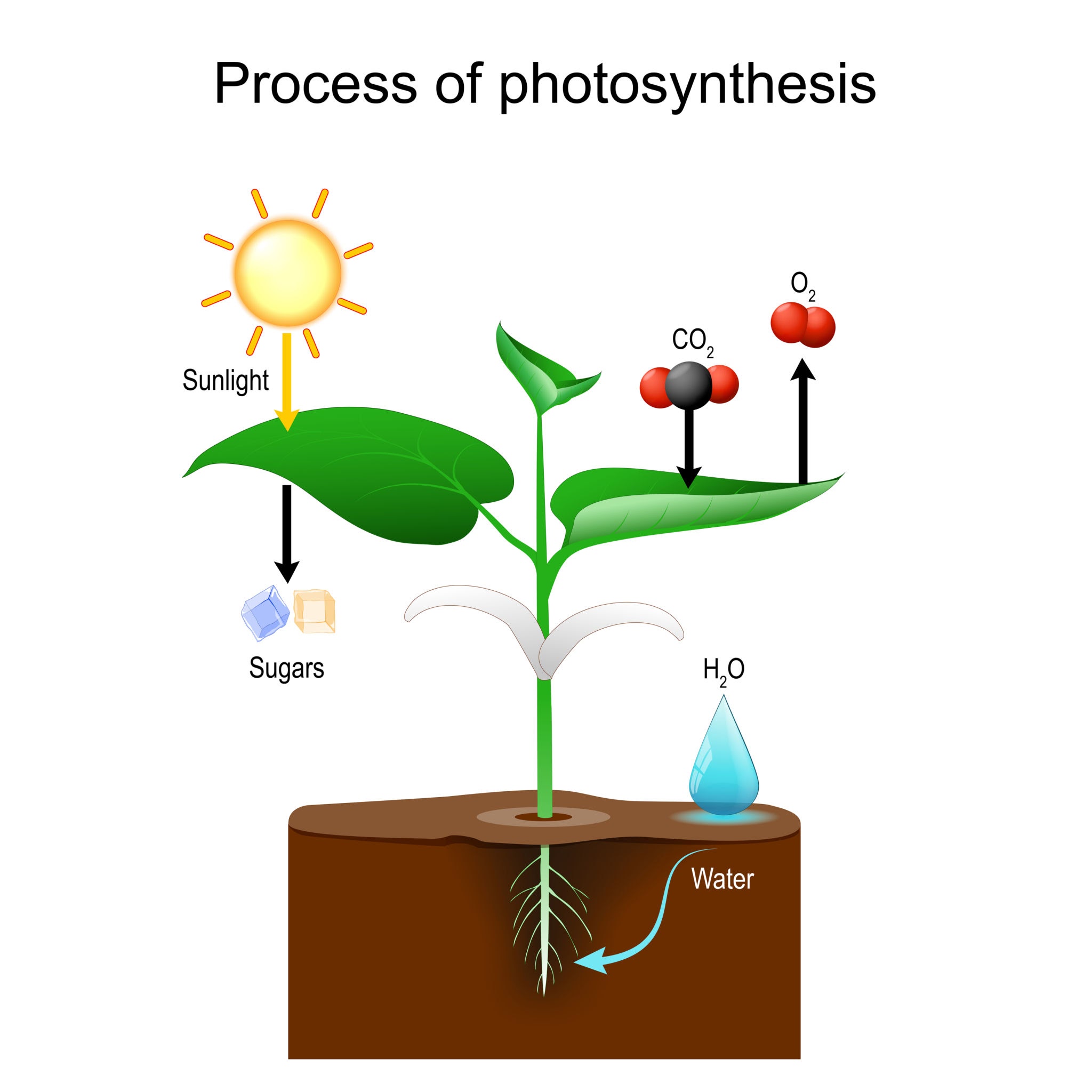 Photosyntheseprozess bei Sämlingen, do AI tạo