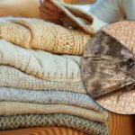 Wie man Motten in Schränken loswird: Mit einer einzigen Pflanze