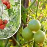 Zweihundert Gramm und sie sind reif: Eine Gemüsezüchterin erzählt von